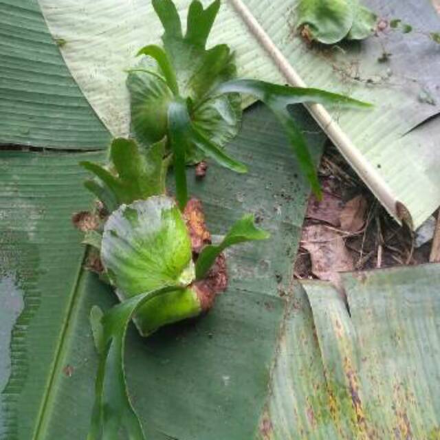 Platycerium coronarium