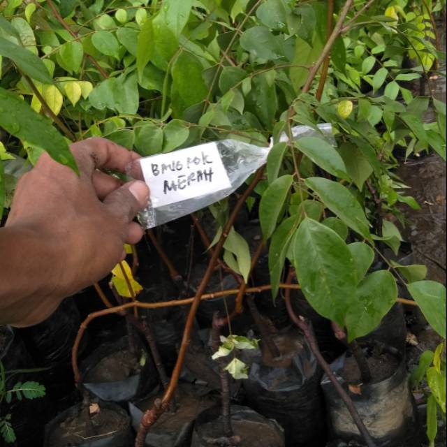 Belimbing Bangkok merah