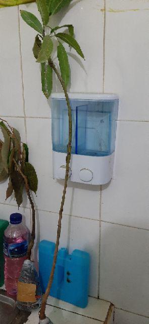 Bibit Mangga Alpukat