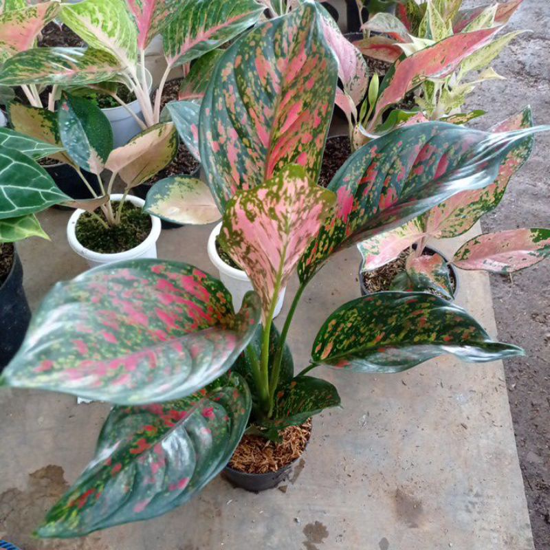 aglonema red venus super jumbo /induk