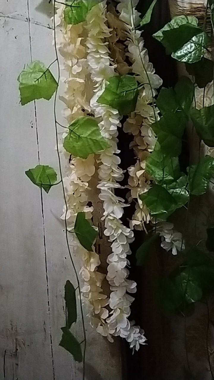 Wanflower Bunga Juntai Wisteria 2m * Champagne Muda