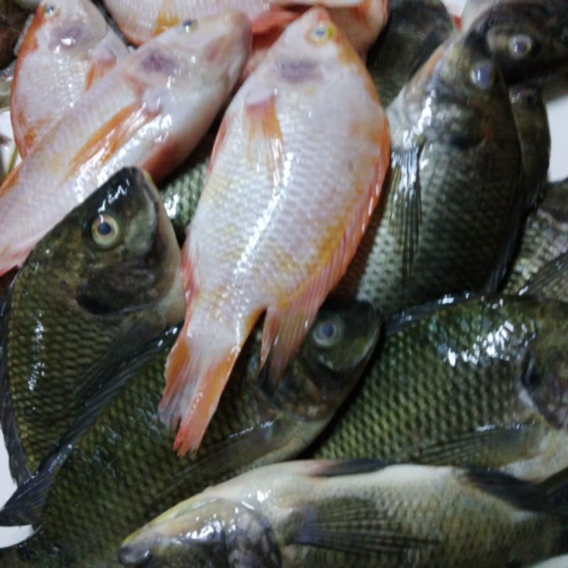 

IKAN MUJAIR SEGAR / IKAN NILA MURAH / IKAN NILA /IKAN MUJAER MURAH JAKARTA SELATAN