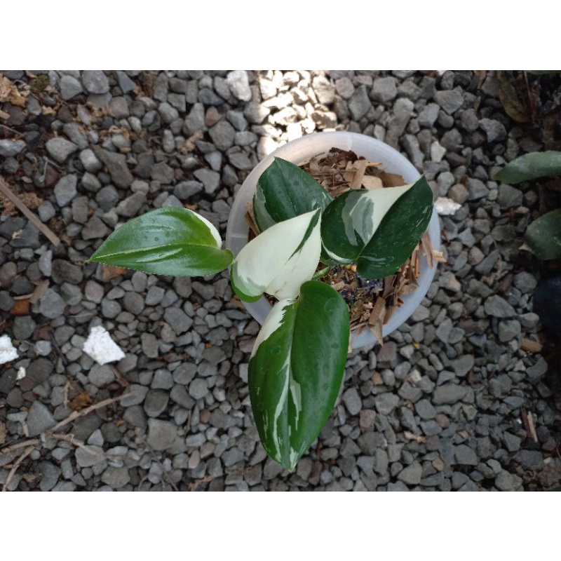 Scindapsus Treubii Moonlight Variegata - Scindapsus Moonlight