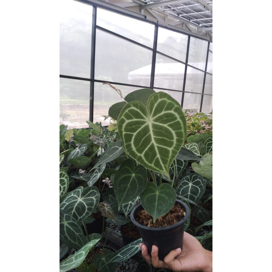 Anthurium Clarinervium / Tarantula