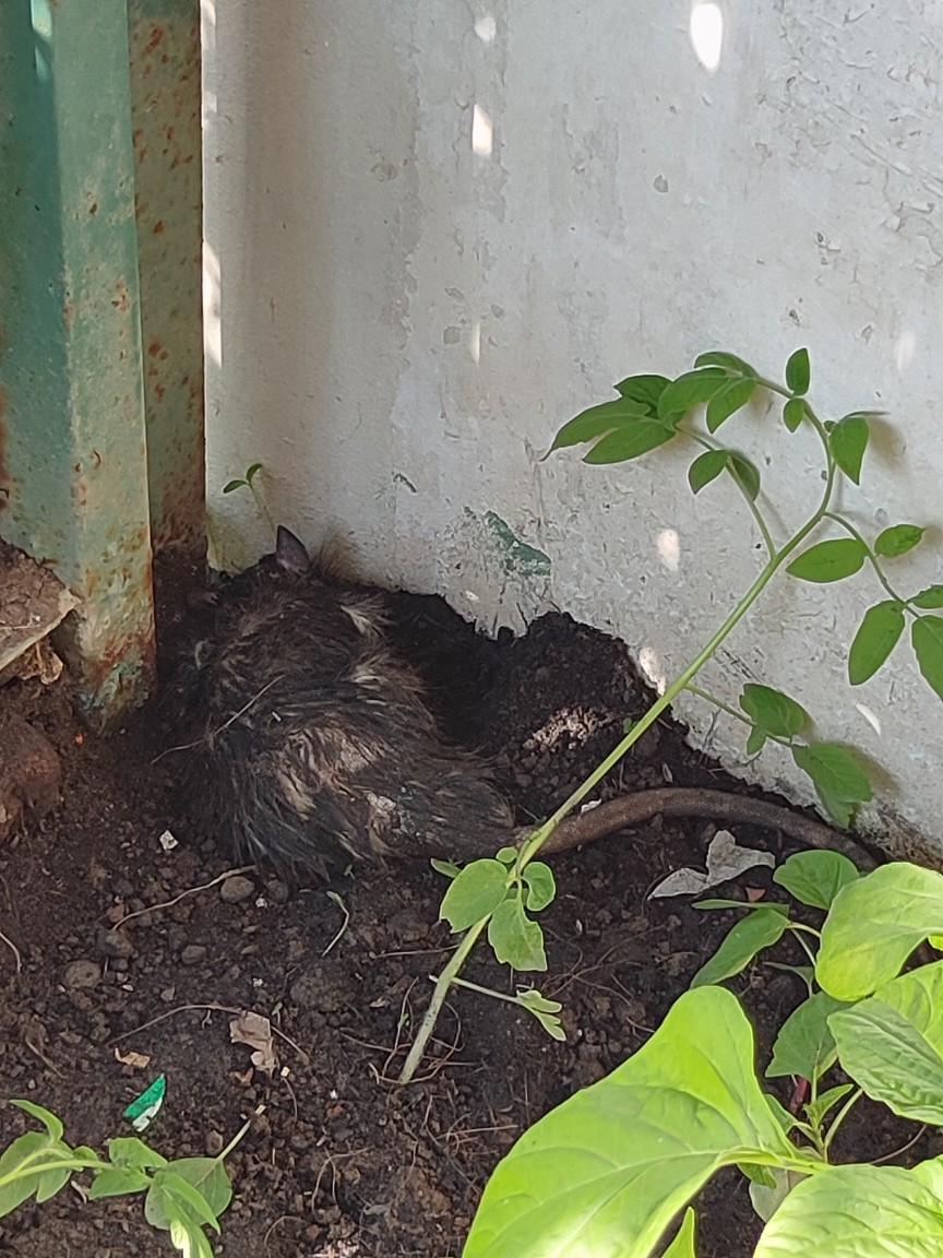 Racun Tikus Petrokum