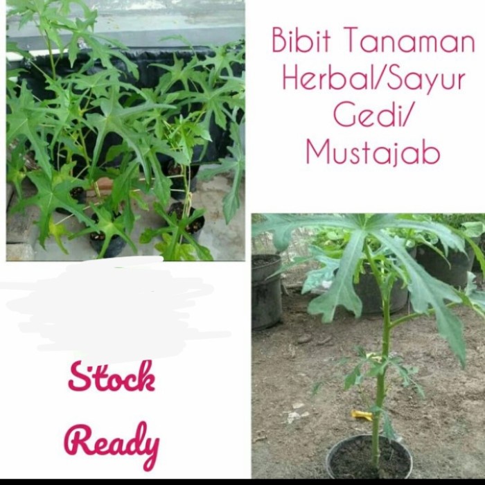 Jual Bibit Tanaman Daun Gedi Daun Kalingsir Tanaman Daun Gedi Mustajab Shopee Indonesia