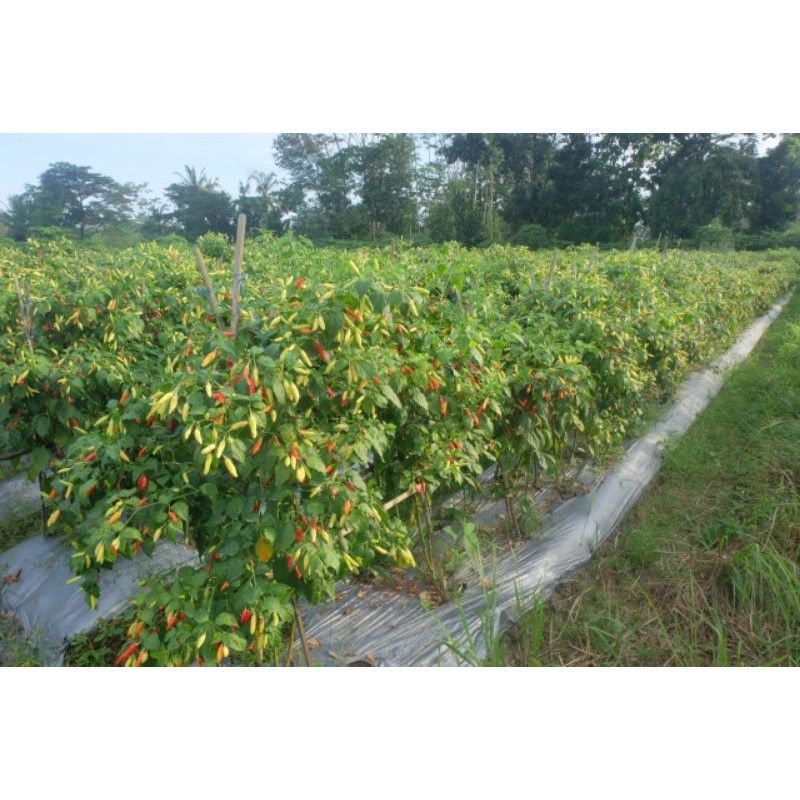 Cabe Rosella 071 Crm Unggul Tahan Virus Kemasan 10gr Buah Lebat Tahan Simpan Tipe Ori 212 Rosela Original Pabrik