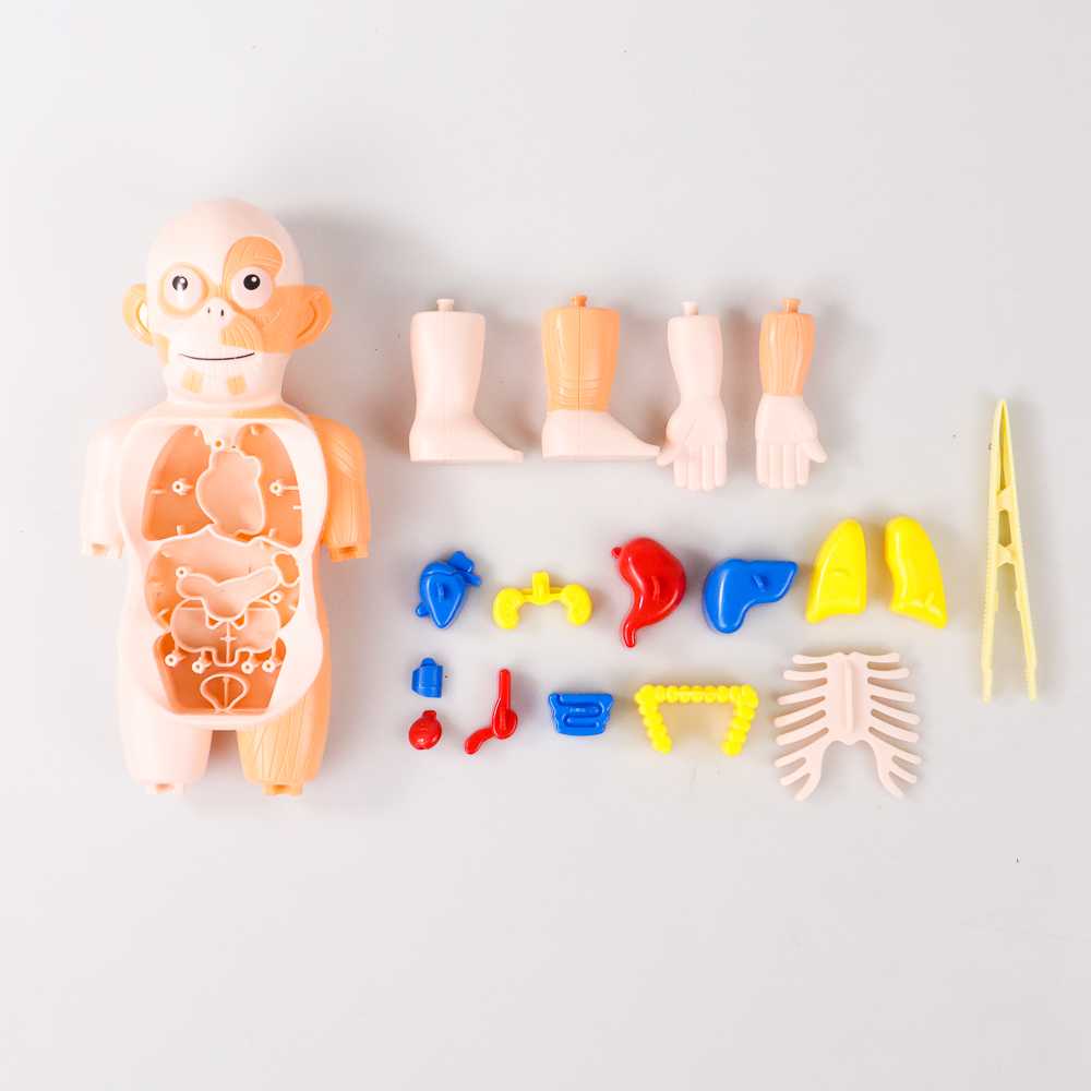 Mainan Anak Boneka Anatomi Tubuh Montessori Body Anatomy DD232