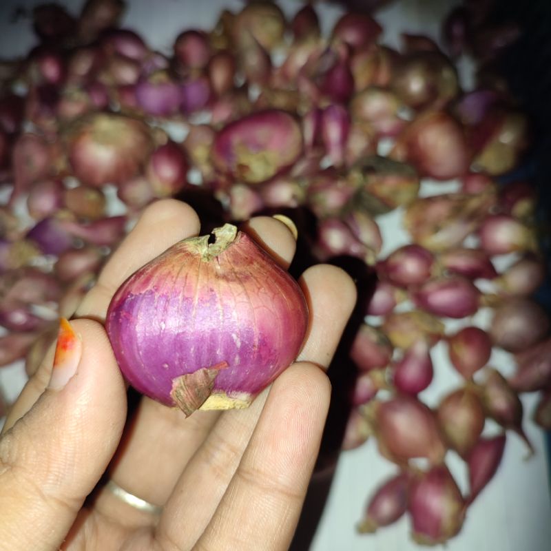 

Bawang merah brebes