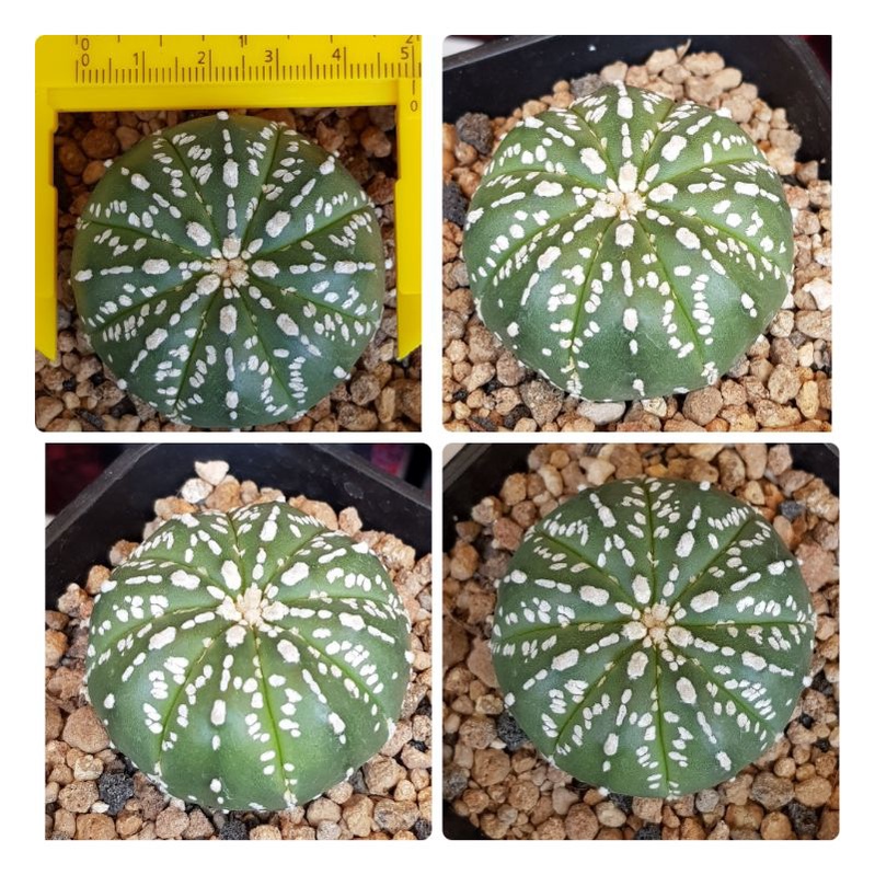 kaktus ownroot astrophytum asterias kabuto / astro kabuto big size