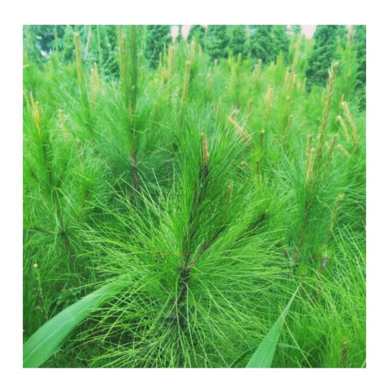 

Daun Pinus muda segar 1 kg