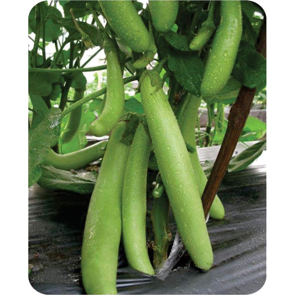 5 Benih Terong Hijau Milano