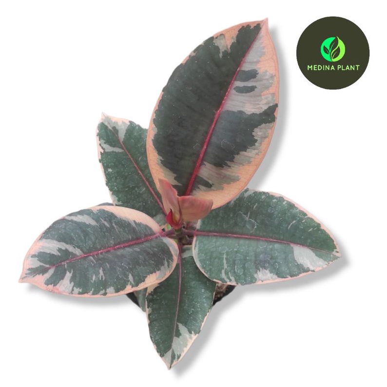 Tanaman Cantik Ficus Elastica Ruby