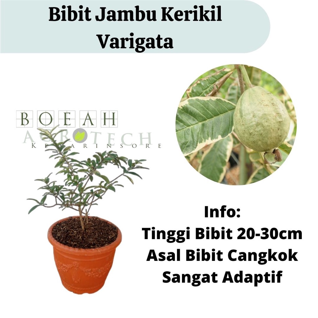 Bibit Jambu Kerikil Variegata Cangkok Cepat Berbuah