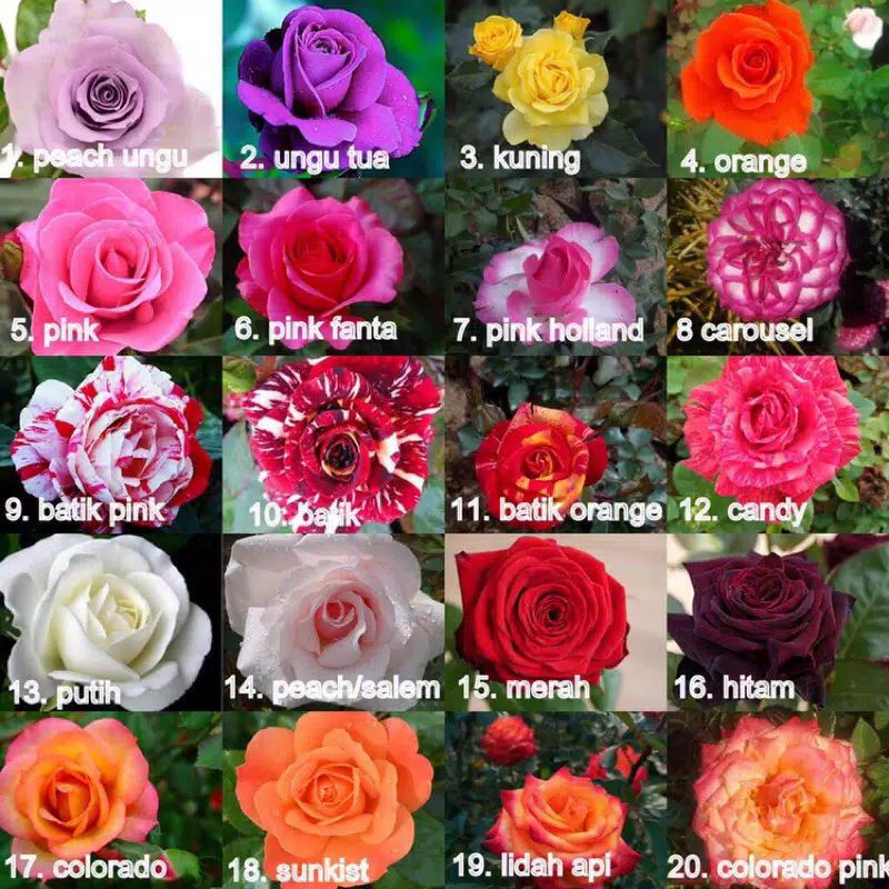 20 paket tanaman hias bunga mawar