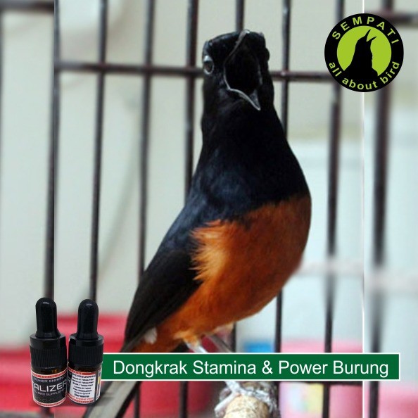 Metalizer Vitamin Burung Meningkatkan Volume Suara Power Stamina