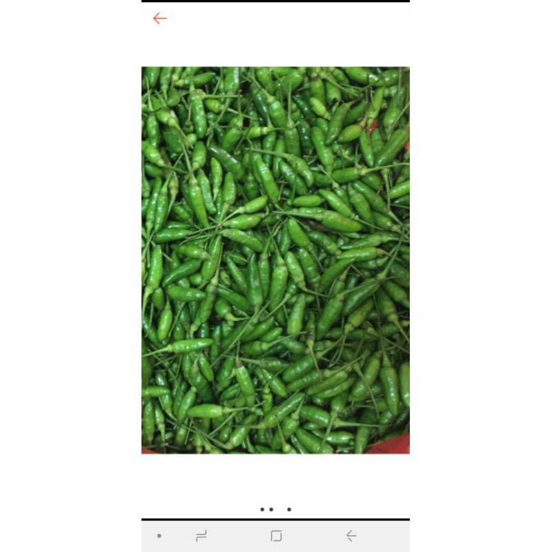 

CABAI RAWIT HIJAU ASLI SAMOSIR 500 GRAM