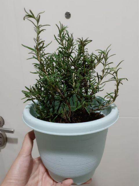 Tanaman Hias Rosemary Pengusir Nyamuk
