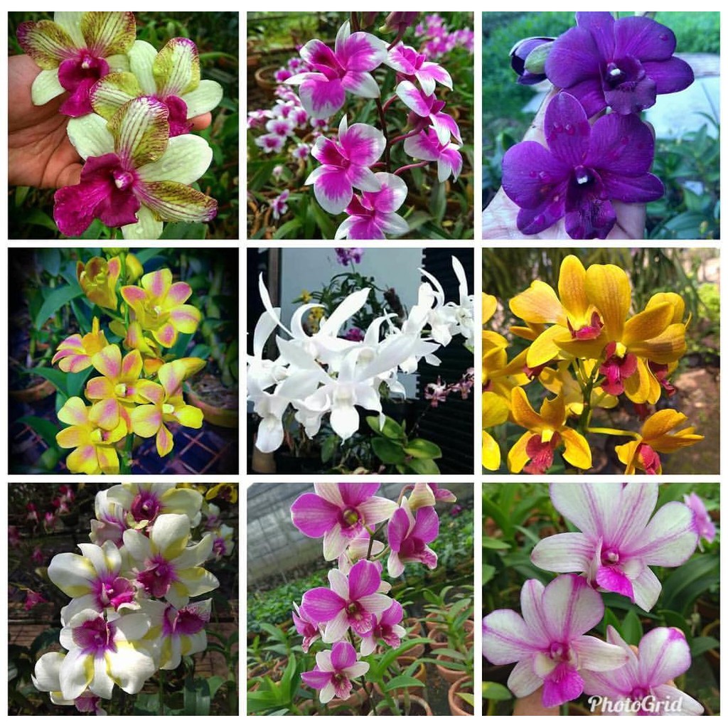 Anggrek Dendrobium Remaja Hybrid murah BERGARANSI