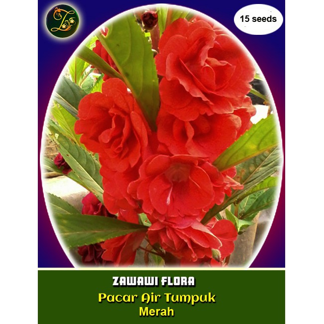 10 Benih Pacar Air Merah Tumpuk