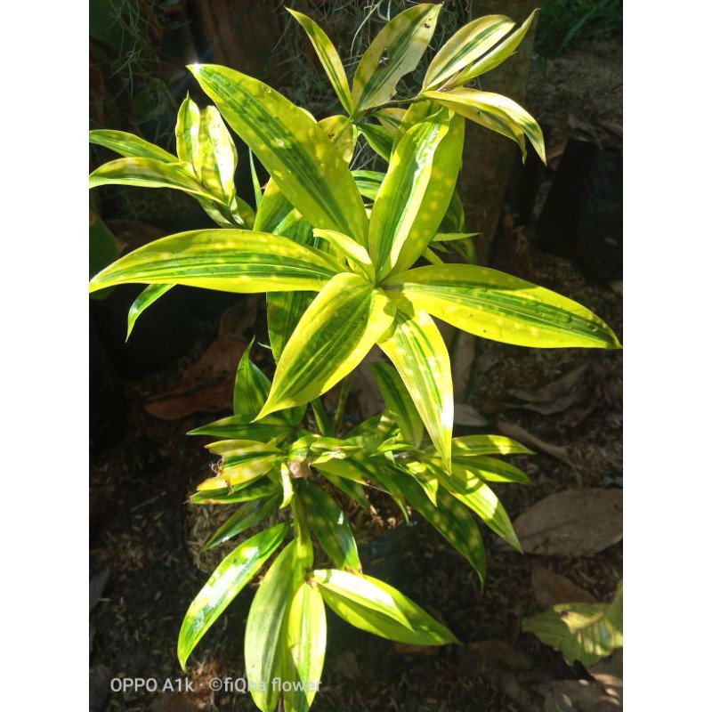 TANAMAN DRASENA GOLDEN/bambu cina kuning