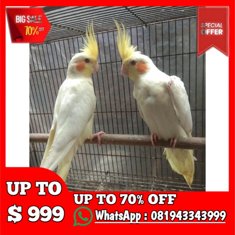 710 Gambar Burung Falk Jantan Dan Betina Gratis