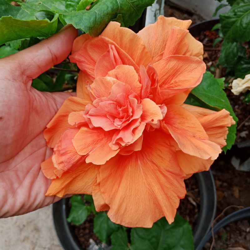 bibit bunga Sepatu Hibiscus bangkok import warna orange tiger