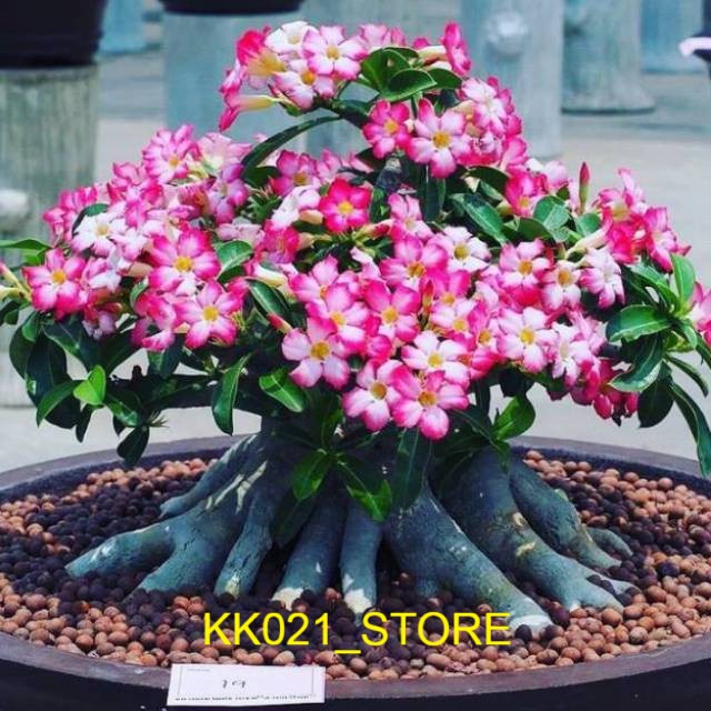 Bibit Tanaman bunga adenium cabang seribu bahan bonsai bonggol besar Stock Ready