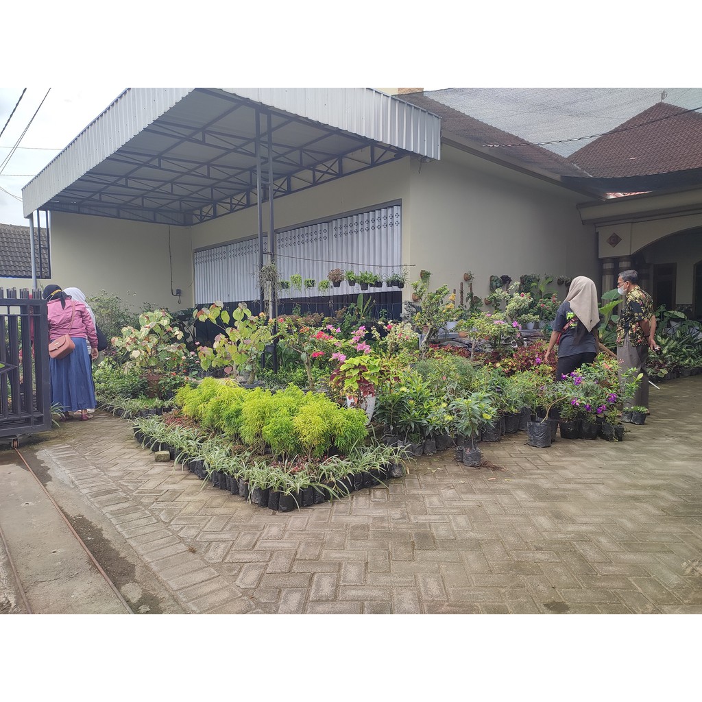 Pucuk Merah Tanaman Hias Pucuk Merah Bibit Tanaman Hias Pucuk Merah Berkualitas dan Murah