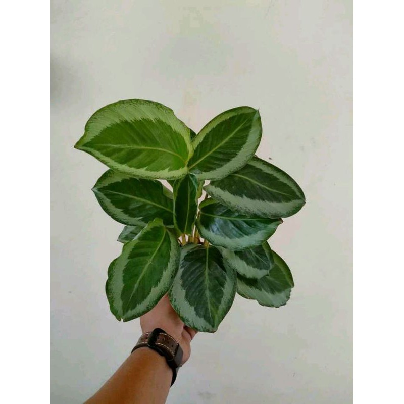 4 paket Tanaman hias calathea murah