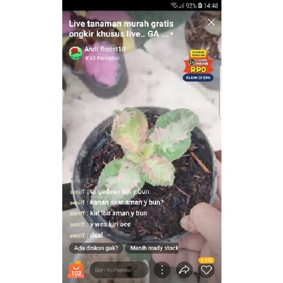 live kak seniff epscia pink smoke dan episcia cleopatra dikirim pakek pot