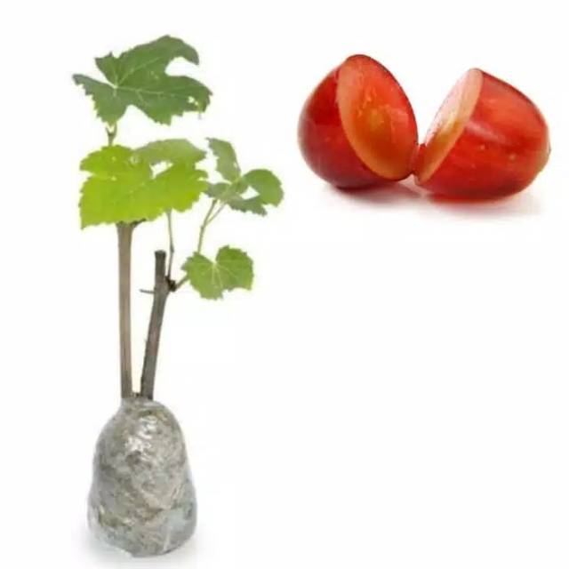 BIBIT ANGGUR LOKAL STEK BATANG/TANAM CUTTING/BATANG TUA,CEPAT BERBUAH