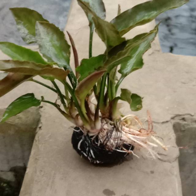 

Wabikusa criptokorin pontedifolia gren