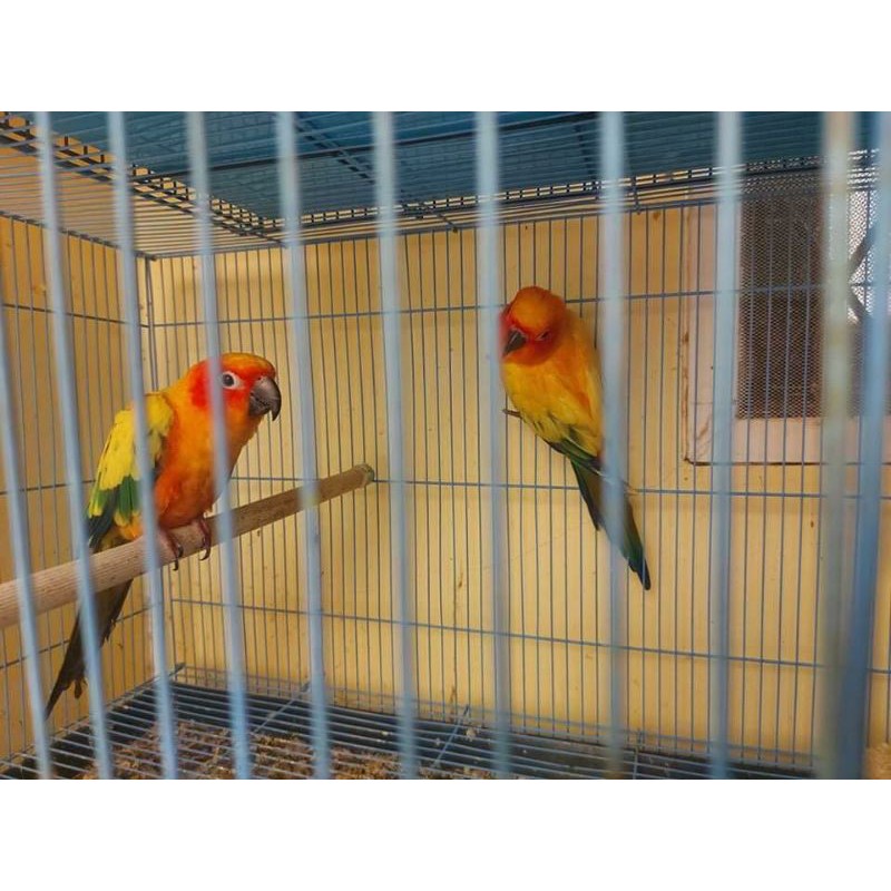sun conure