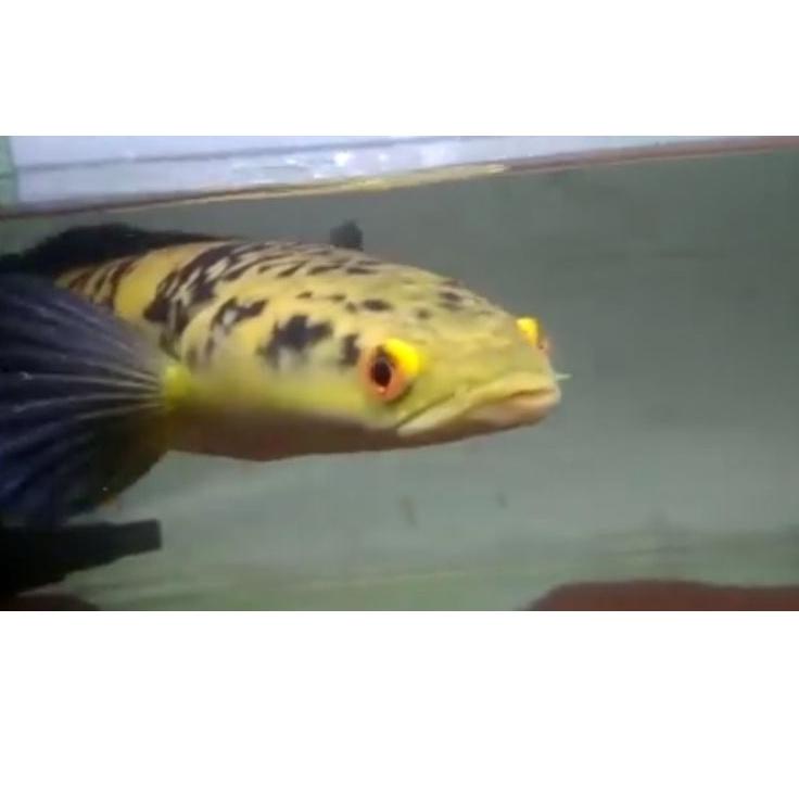 Special Price.. maru yellow sentarum 20cm up