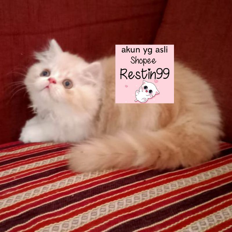 Jual kucing persia flatnose oren betina 3 bulan | Shopee Indonesia