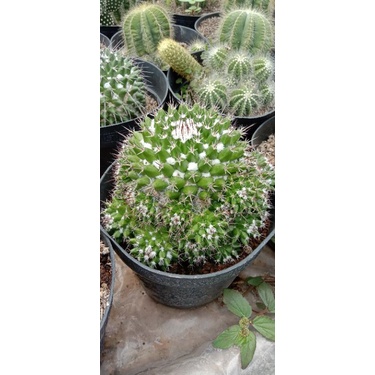 kaktus salak jumbo/kaktus ownroot/kaktus murah pasaman