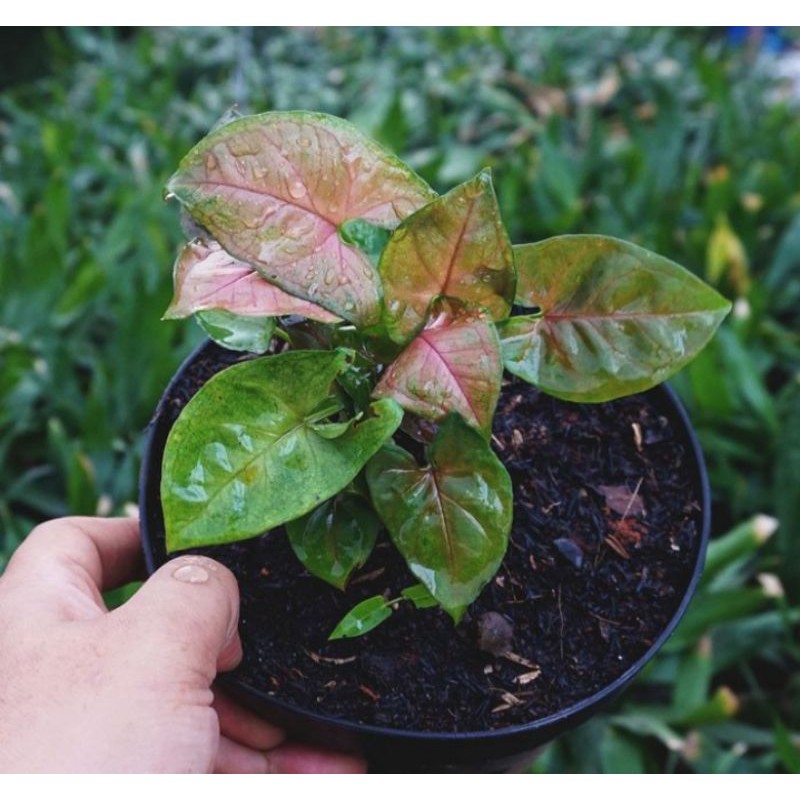 Syngonium 'Maria Allusion' / Nephthytis - Tanaman Hias Syngonium Mini