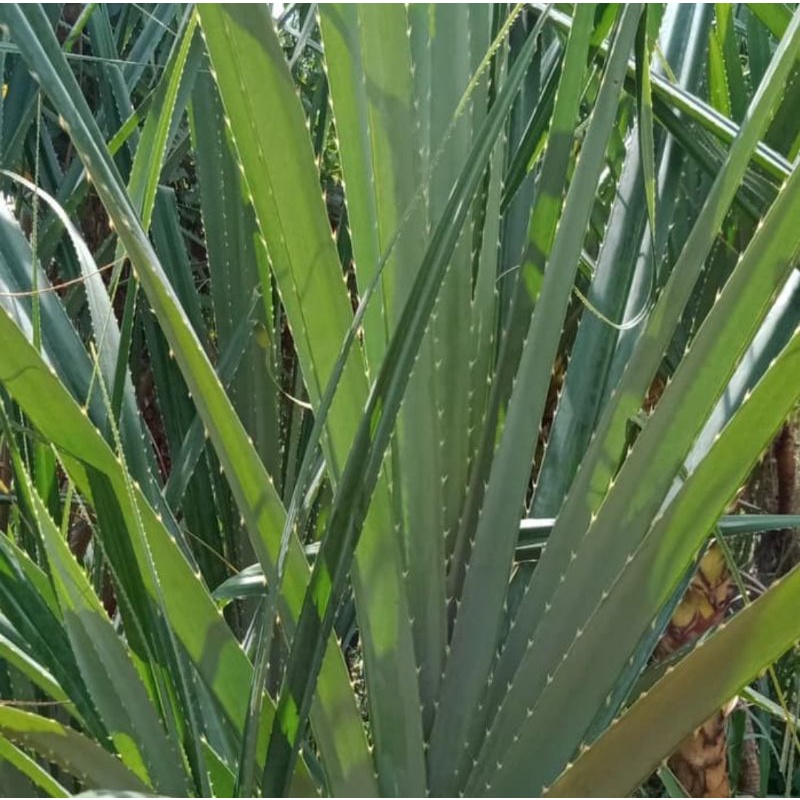 

Daun pandan duri isi 25 lembar/daun di ambil dadakan