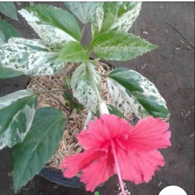 tanaman hias kembang sepatu variegata