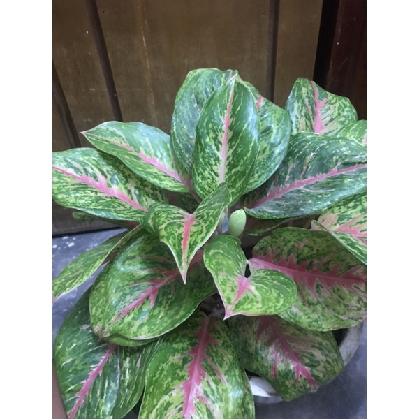 Aglonema big papa rumpun