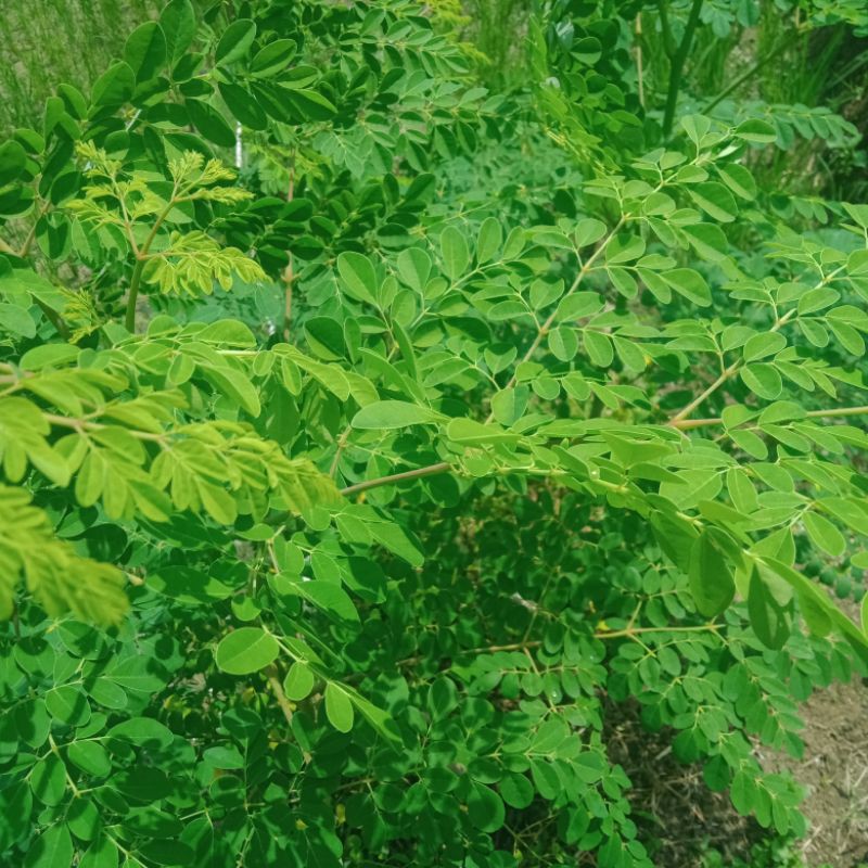 

Daun Kelor Fres Segar 1 Kg