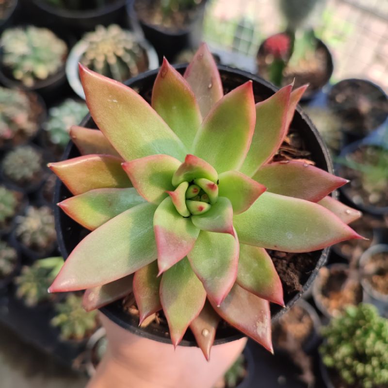 Sukulen Echeveria Agavoides 'Frank Reinelt'