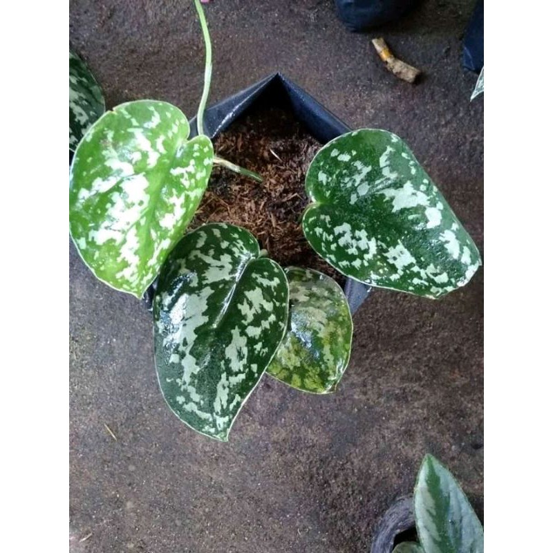SIRIH GADING SILVER / scindapsus pictus