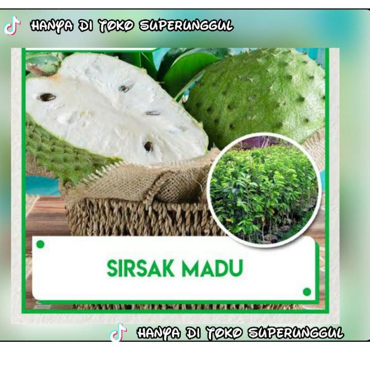 

Star Bibit Sirsak Madu Super Manis