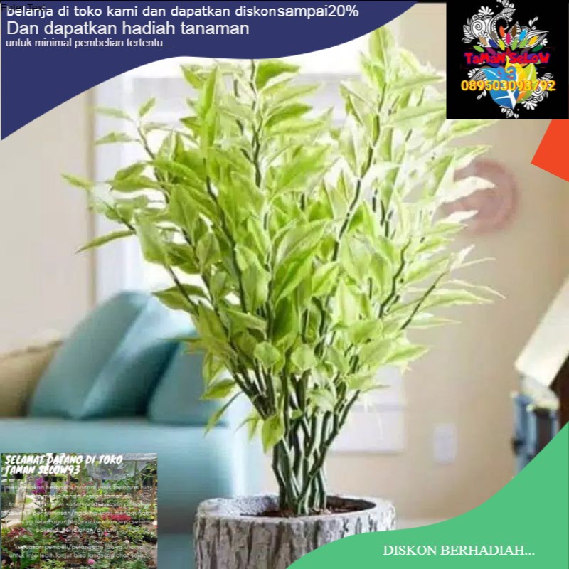 Tanaman patah tulang/pohon patah tulang