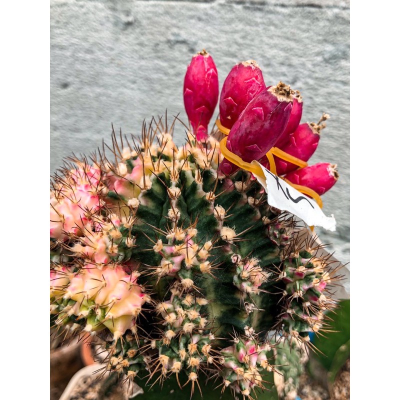 50 pcs biji kaktus pink diamond silangan starfire