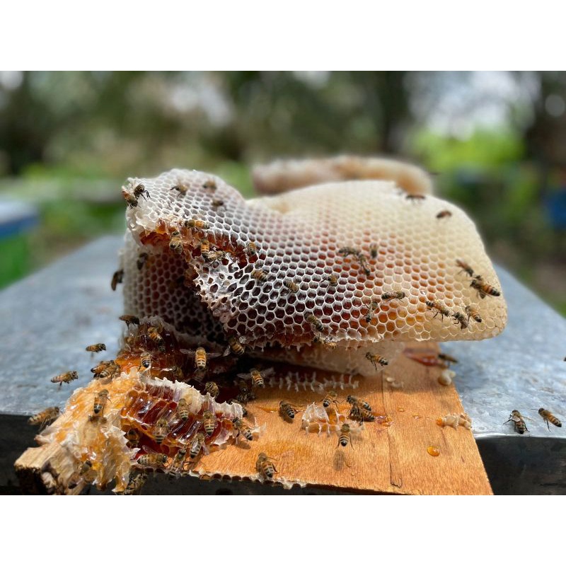 

madu lebah hutan asli