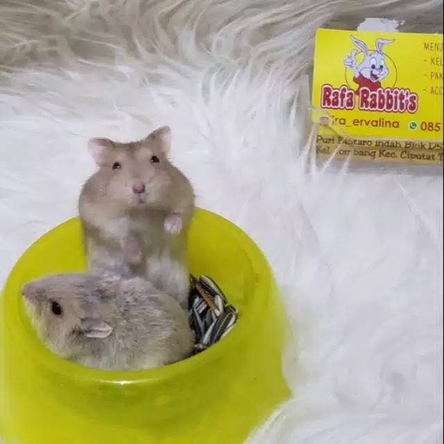 Hamster jenis winter argente ternak sendiri