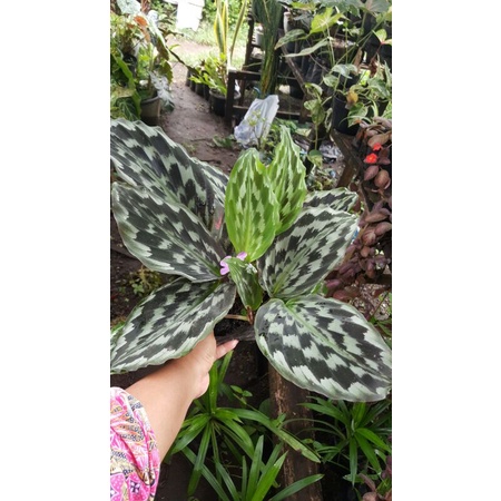 Calatea merak /calathea ekor merak besar
